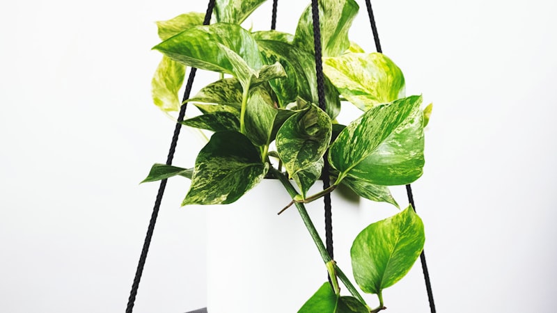 欧冠联赛巴塞罗那对阵拜仁慕尼黑比赛中梅西带球过人